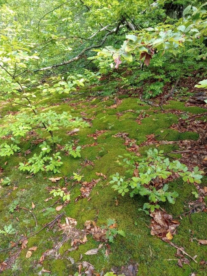 上米拉诺瓦茨 Skriveni Raj旅馆 外观 照片